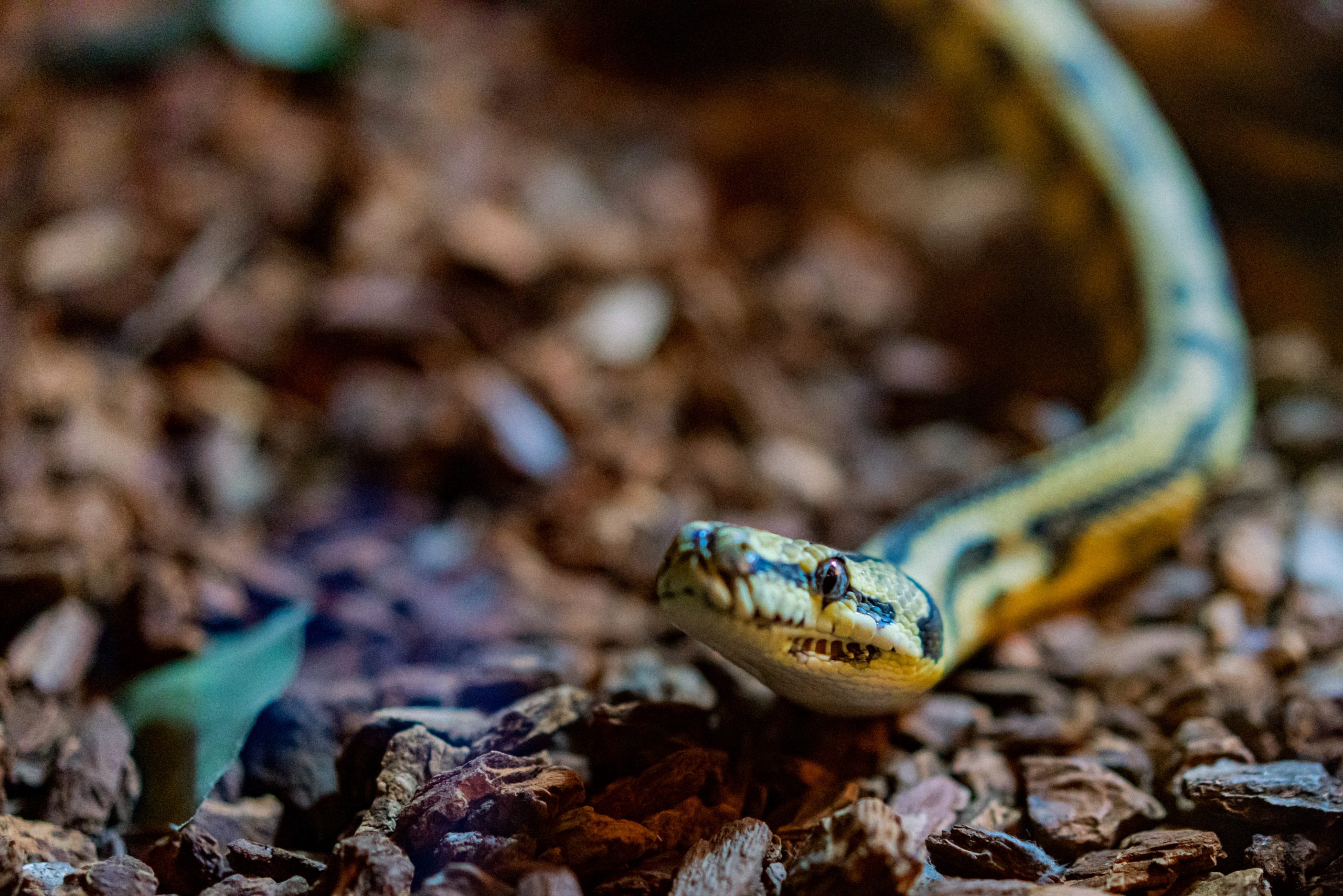 the-abode-of-snakes-voices-of-rural-india