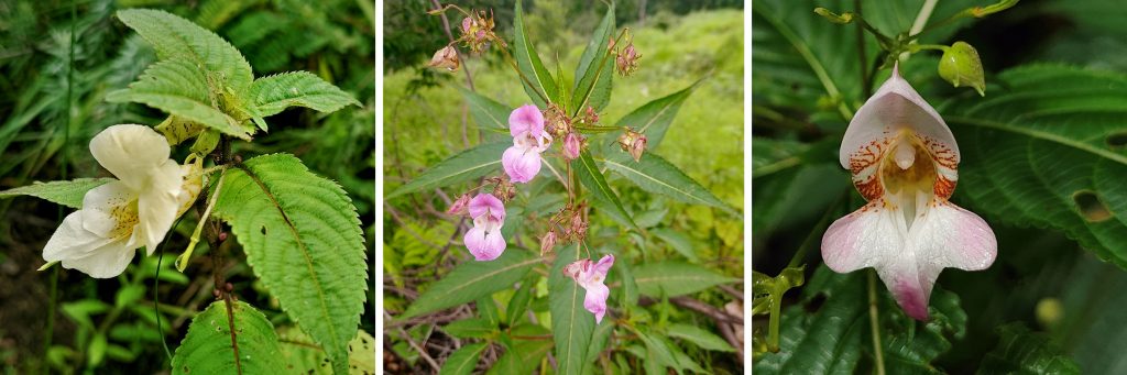 Monsoon Blossoms Rooted tales of Himalayan Flora Voices of