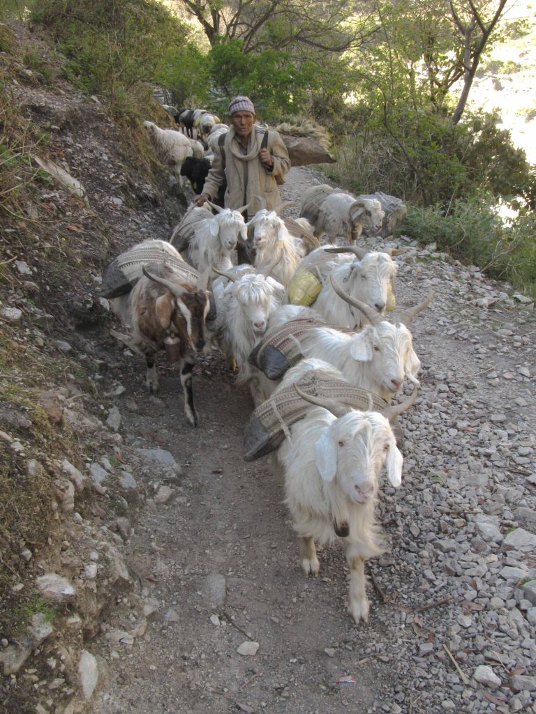 Anwal shepherd leading a flock of sheep through the rugged mountain terrain of the Himalayas.