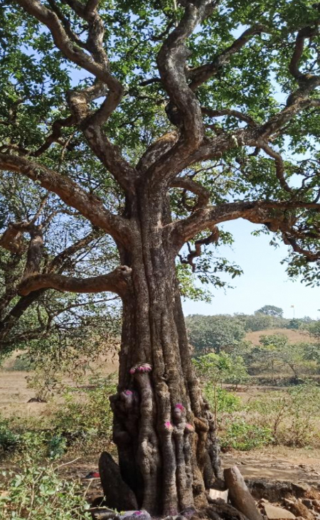 The Gawanda Tree where the Janai devi idol appeared. Photo: Mahadu Chindhu Kondar