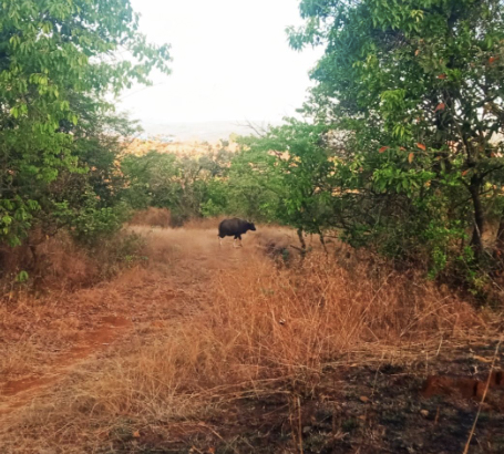 Gaur or Indian Bison. Photo: Mahadu Chindhu Kondar