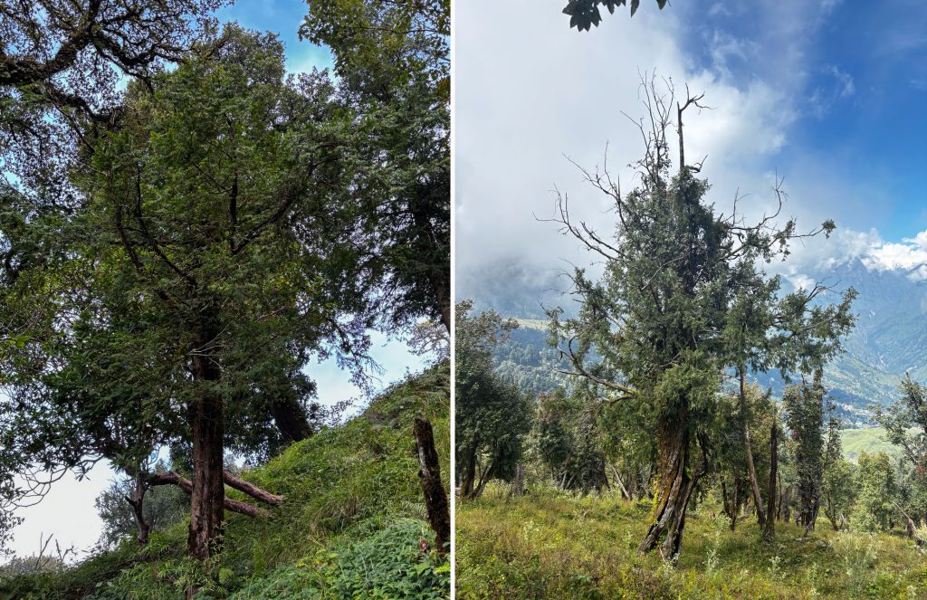 The Thuner  tree, known in English as the Yew Tree. Photo: Deepak Pacchai