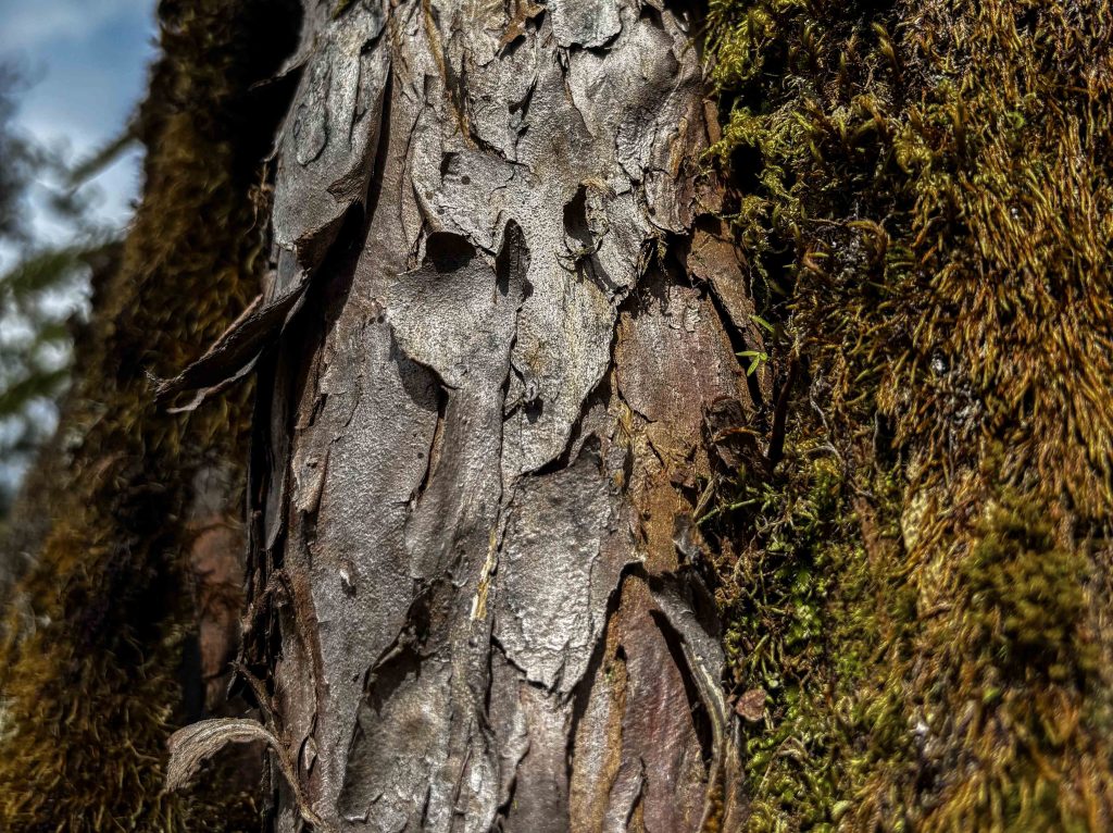 The bark of the Thunair tree. Photo: Deepak Pacchai