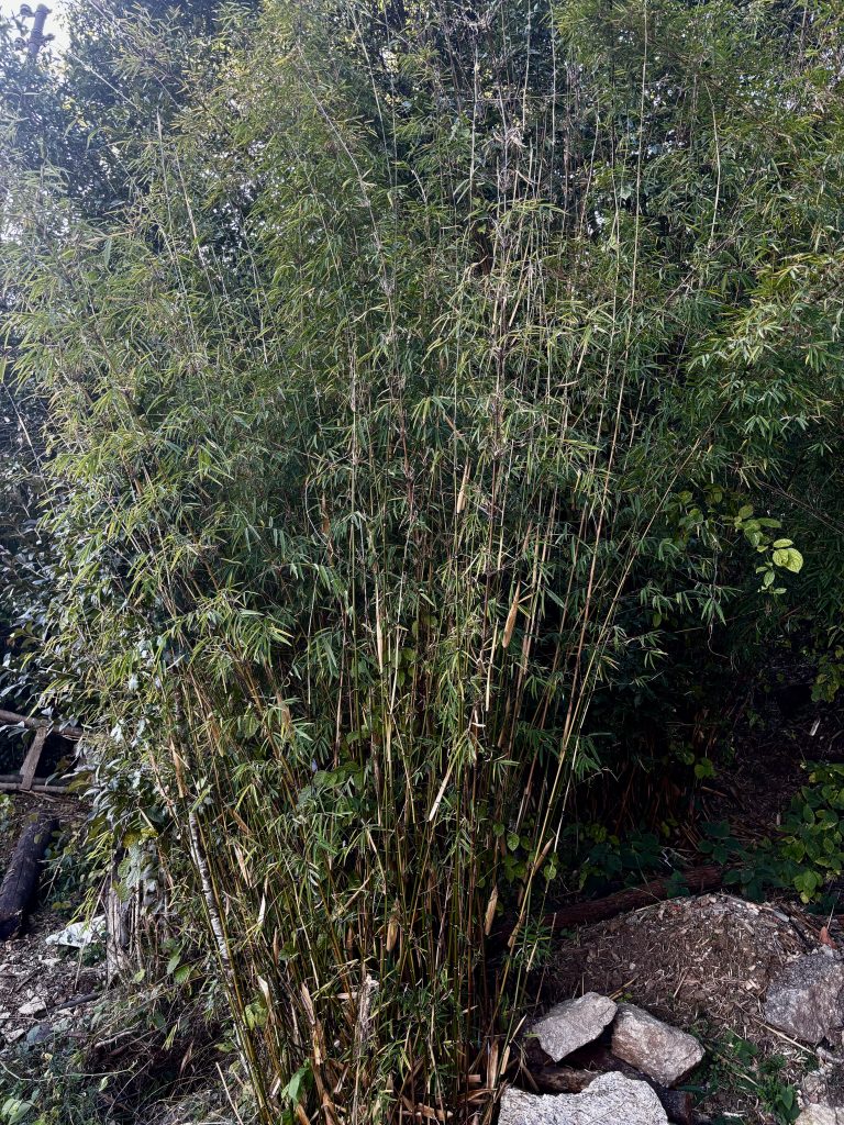 The Ringal bush that can be found in the Van Panchayats of Uttarakhand. Photo: Suresh