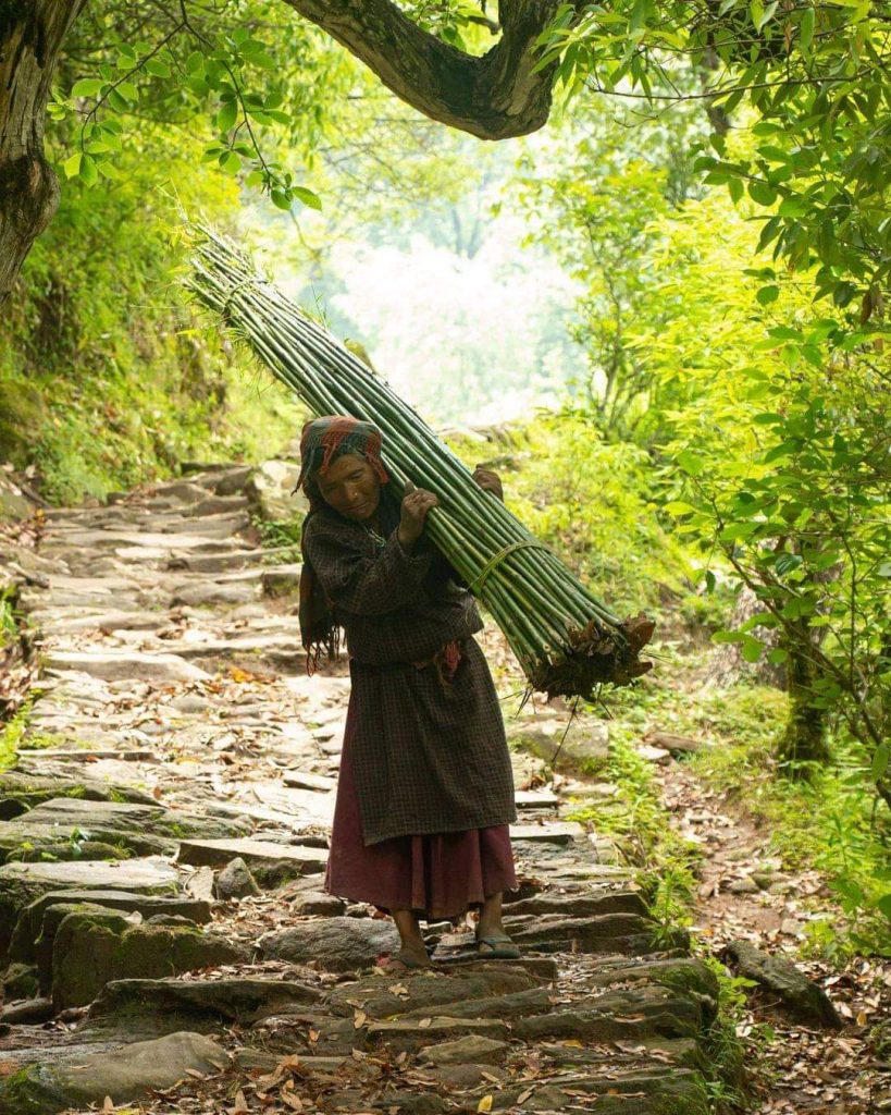 A woman carrying Ringal after cutting it from the forest. Photo: Deepak Koranga