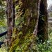 An old tree in Thamri Kund | Photo: Isha Shah